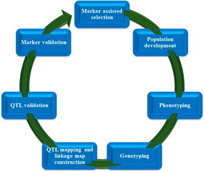 Recent advancements in the breeding of sorghum crop: current status and future strategies for marker-assisted breeding